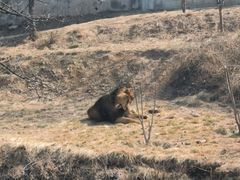 -石家庄市动物园