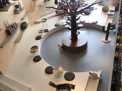-飞行喵MR PILOT|猫舍·猫咖(静安大融城店)