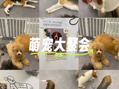 -有喵·猫咖·狗咖·30几只猫10只小狗(岗厦店)