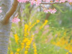 -顾村公园