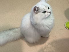 -猫在这儿猫咪咖啡馆·撸猫馆