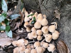 -上海佘山国家森林公园天马山园