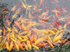 -武汉紫薇都市田园