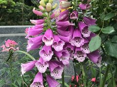 -深圳国际园林花卉博览园