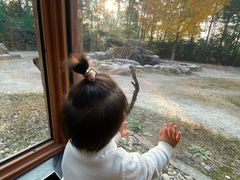 -上海野生动物园老虎餐厅