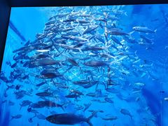 -成都浩海立方海洋公园