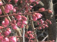 -庄河步云山羊汤(椒房店)