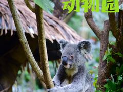 -广州长隆野生动物世界