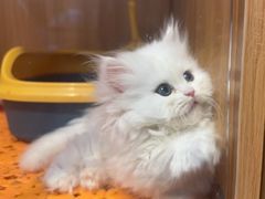 -欣宠猫屋·矮脚拿破仑·蓝金金渐层