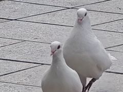 -宋庆龄陵园