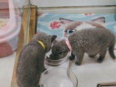 -糯米喵星人总部直营旗舰店·猫舍·幼猫出售
