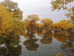 -金塔沙漠胡杨林景区