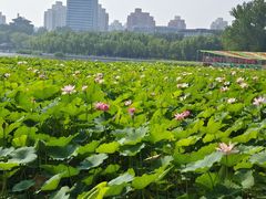 -莲花池公园