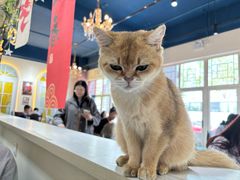-猫小院猫主题餐厅(南锣旗舰店)