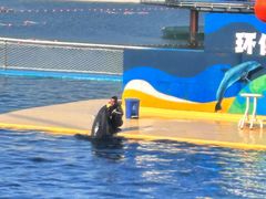 -秦皇岛乐岛海洋王国