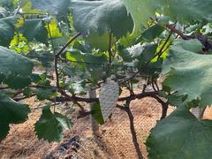 -马陆小张葡萄园农家乐