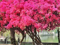 -东莞植物园