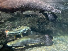 -太平洋海底世界