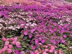 -松山湖梦幻百花洲