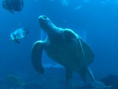 -海棠湾洲际-涛·海底餐厅·美人鱼·自助餐·海底隧道