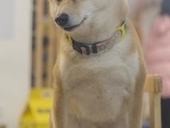 -柴迷FANS CLUB·柴犬狗咖·猫咖