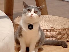 -啵啵喵·猫咖(攀华国际店)