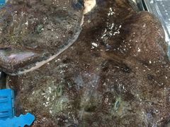 iphone_upload_pic-浩运·海鲜青岛菜·海胆水饺(石老人店)