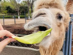 -长白岛森林公园