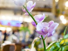 -茶马花街(城西银泰城店)