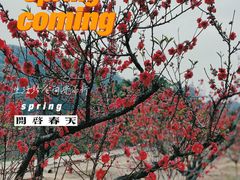 -南国桃园旅游度假区