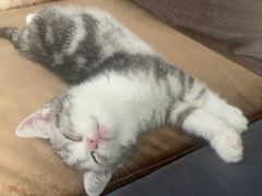 -帕帕拉兹宠物(亚洲旗舰店)