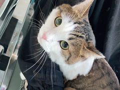 -安安宠医·安宠宠物医院