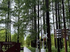 -黄海国家森林公园