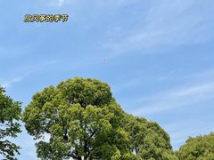 -贡湖湾湿地公园