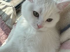 -伟伟宠物医院·瑞派猫友好医院·猫科(光谷店)