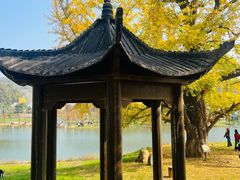-千年银杏谷文化旅游区