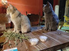 -猫色咖啡·猫咖