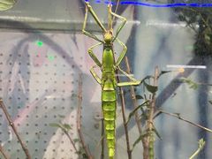 -上海昆虫博物馆