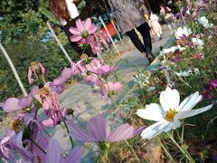 -松山湖梦幻百花洲