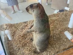 -怪兽屋·羊驼·猫咖·狗咖(俊华广场店)