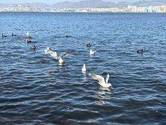 -洱海月湿地公园