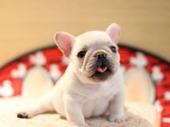 -翊宠yipet猫狗购宠庄园犬舍•猫舍