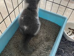 -屋虎猫馆(宝安大仟里店)