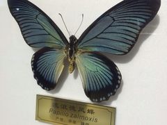 -上海昆虫博物馆