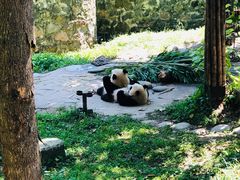 -都江堰中华大熊猫苑