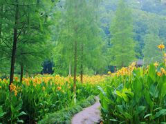 -重庆彩云湖湿地公园