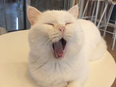 -MOYOYO猫咪咖啡店