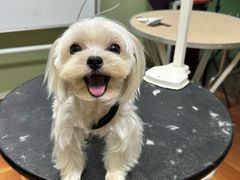 -鑫艺宠物美容培训学校