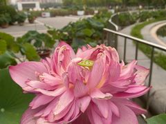 -莲花池公园