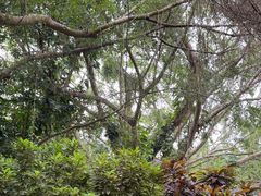 -海南热带野生动植物园